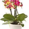 Plante d'orchidées