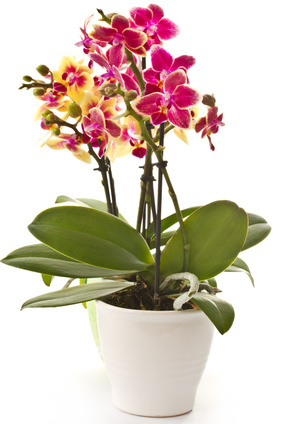Plante d'orchidées
